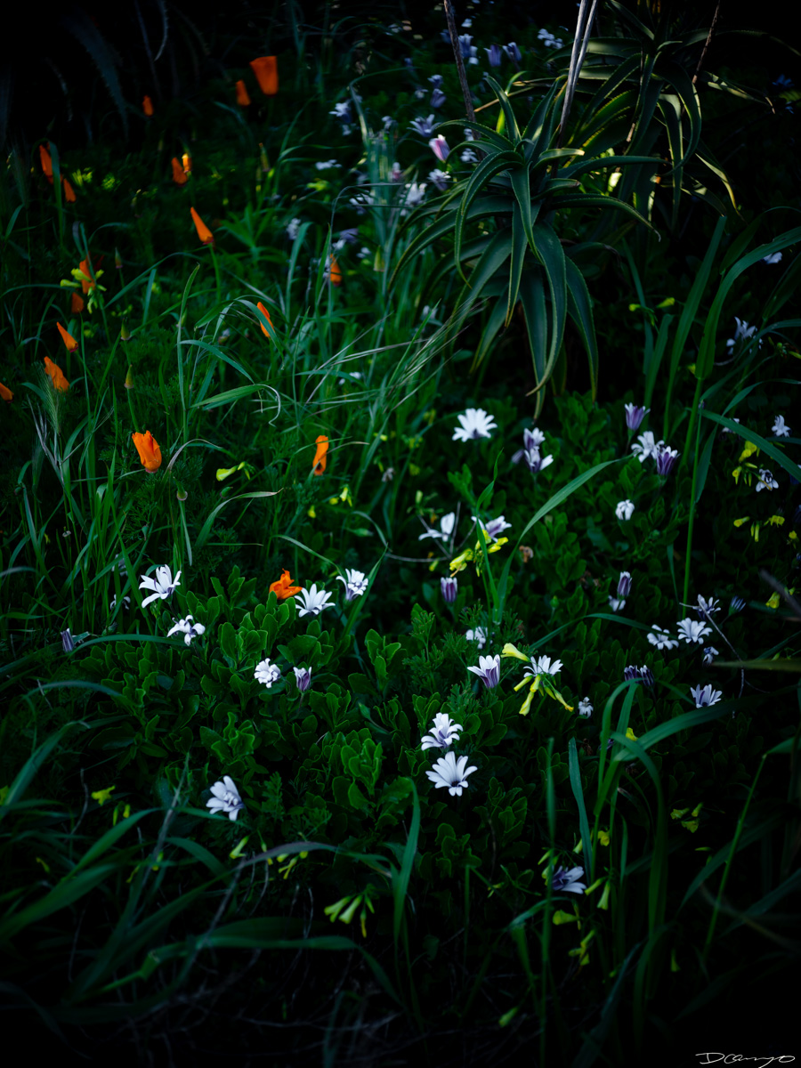 Pretty things that I wanted to take pictures of around Berkeley in 2023.